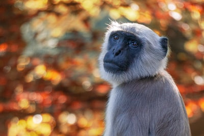 灰猴子白天站在棕色的树枝上